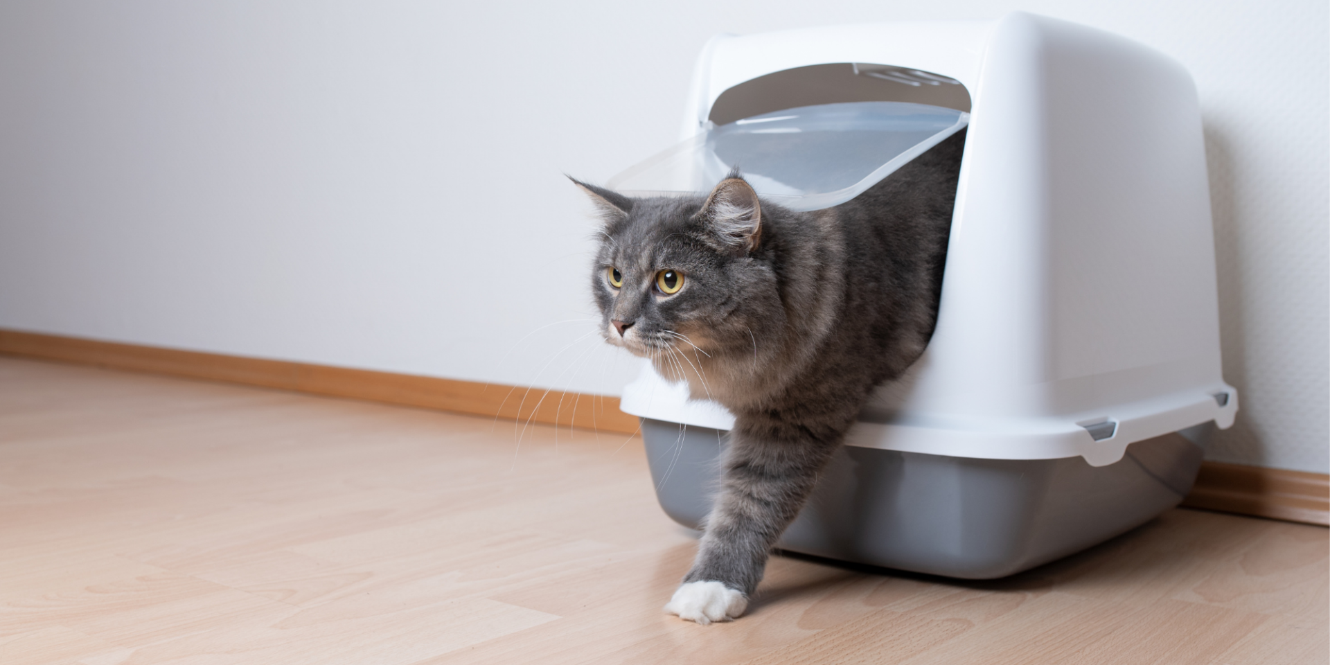 Cat stepping out of litterbox
