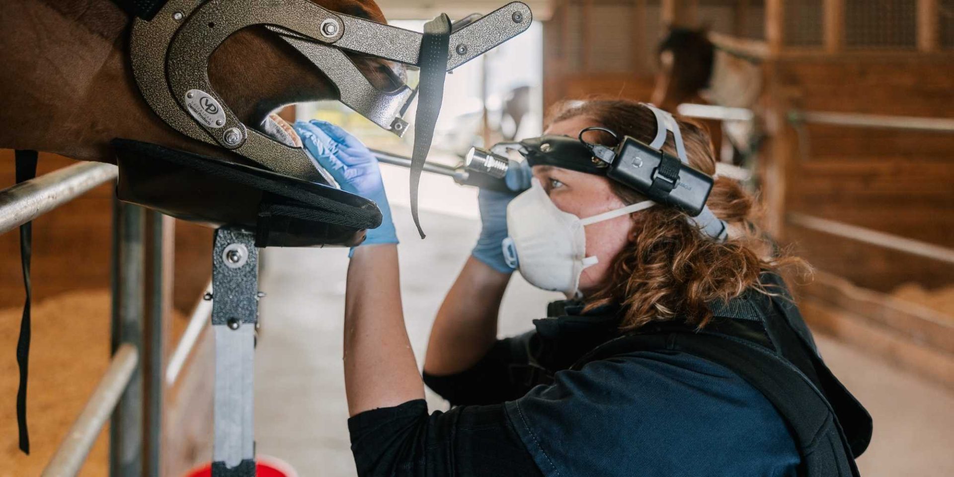 Equine dentistry Totally Vets
