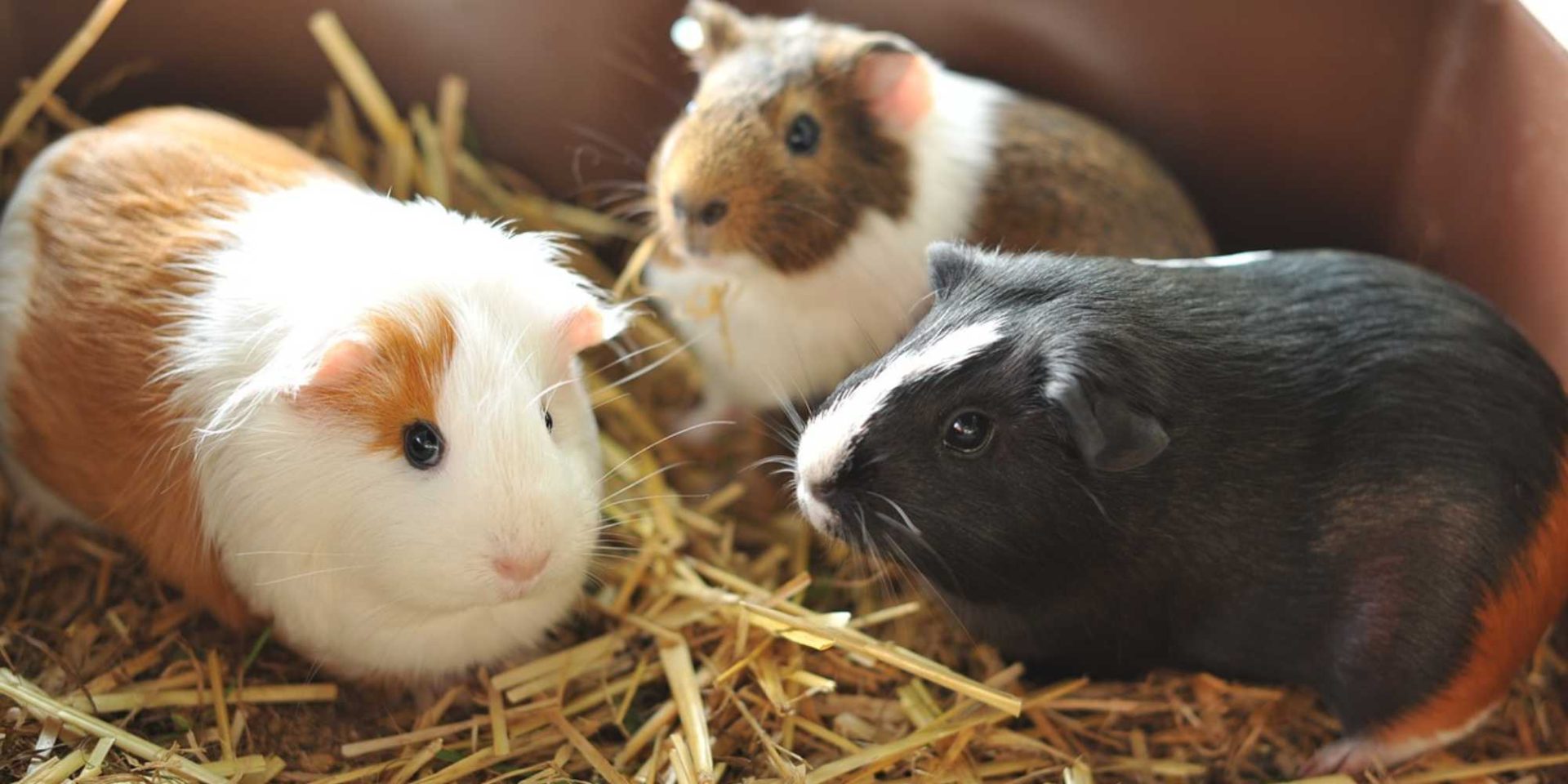 Guinea pigs (cavies) Totally Vets
