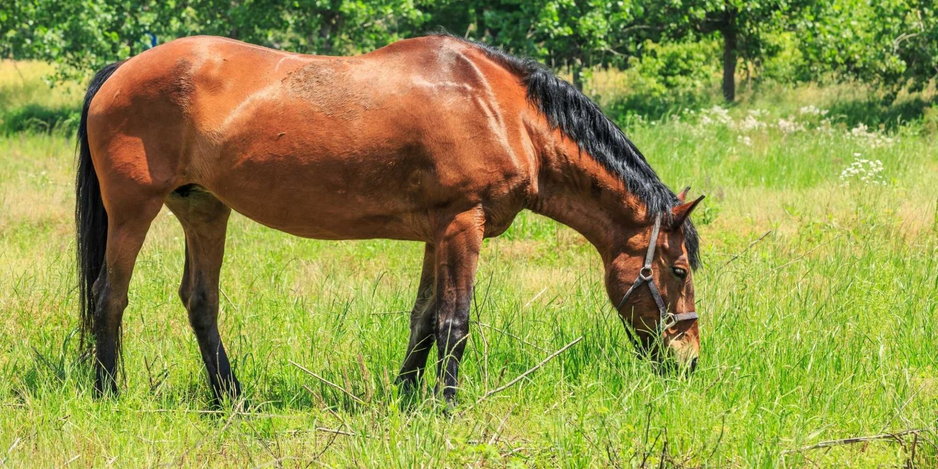 Insulin resistance Totally Vets