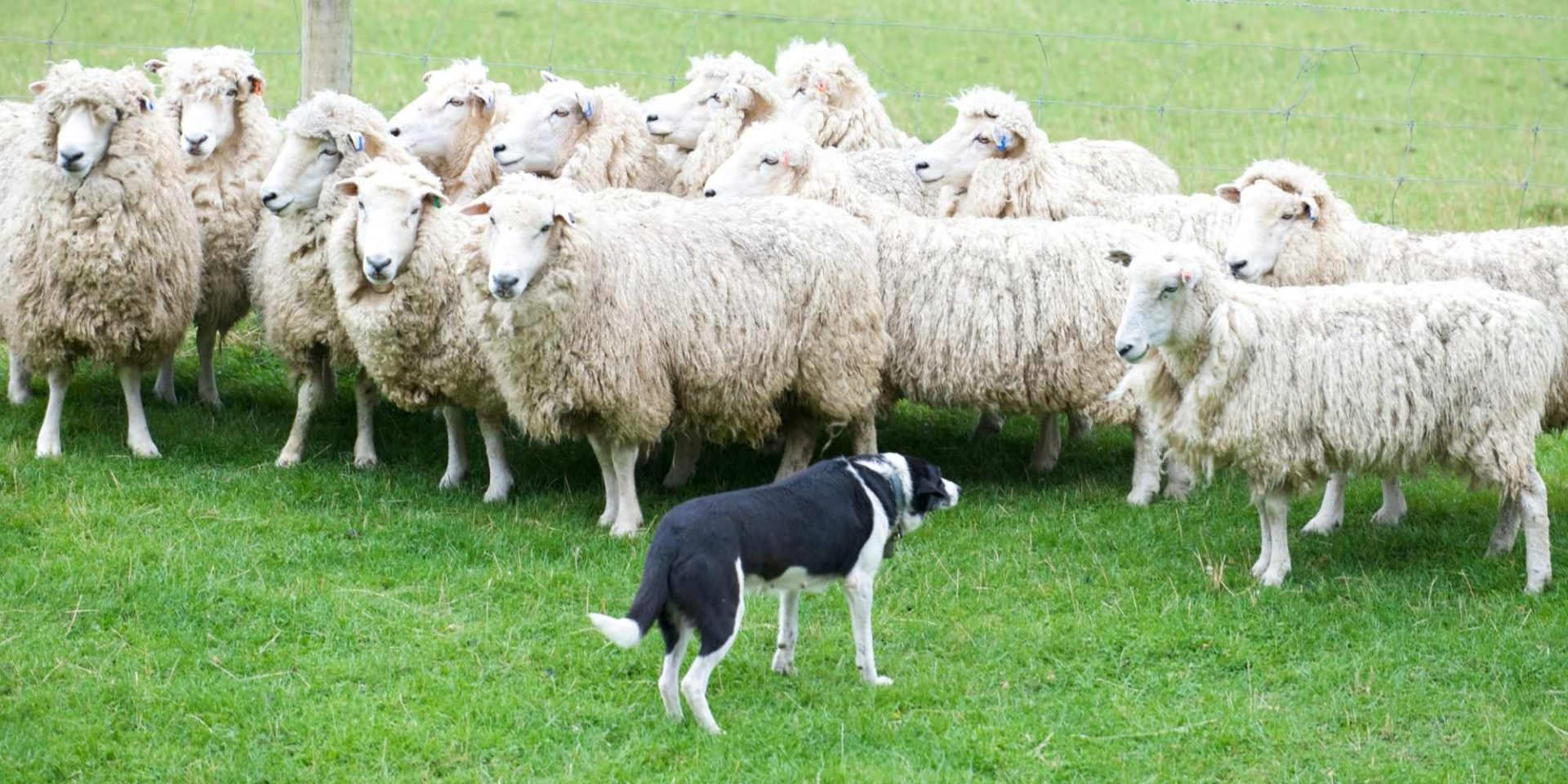 Lameness in farm dogs Totally Vets
