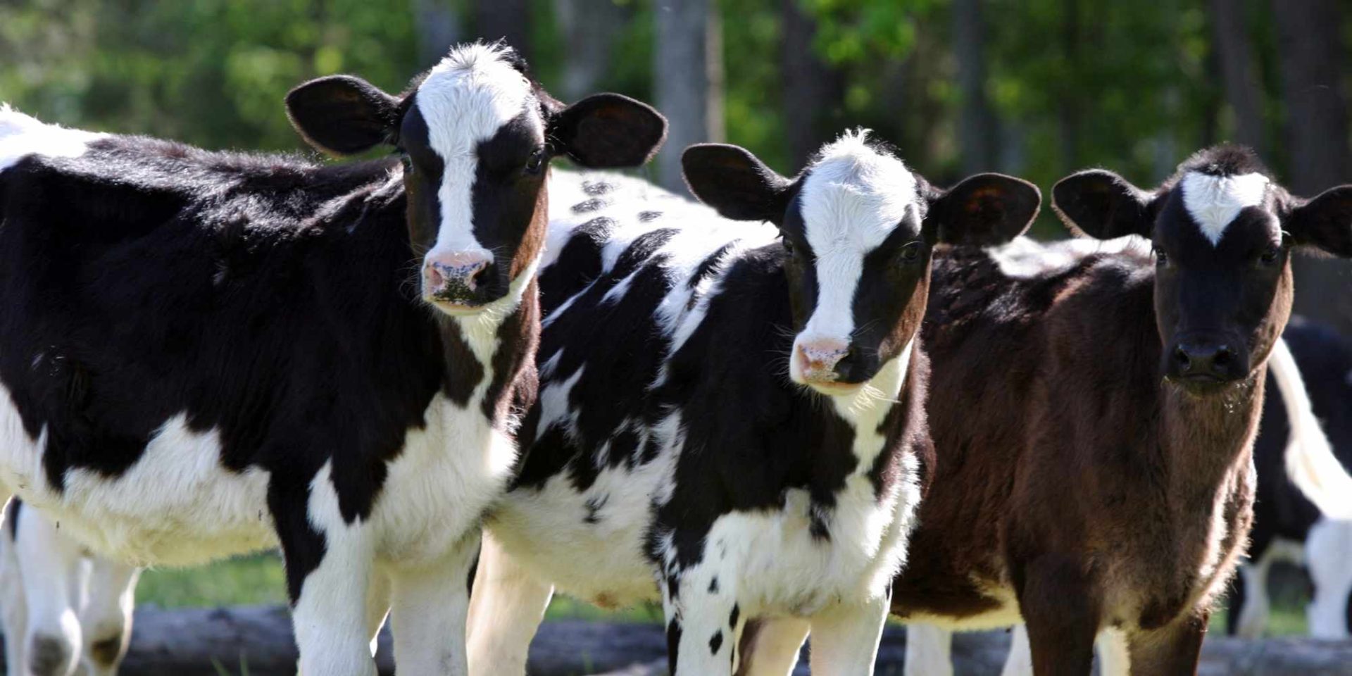 Buying in weaner calves Totally Vets