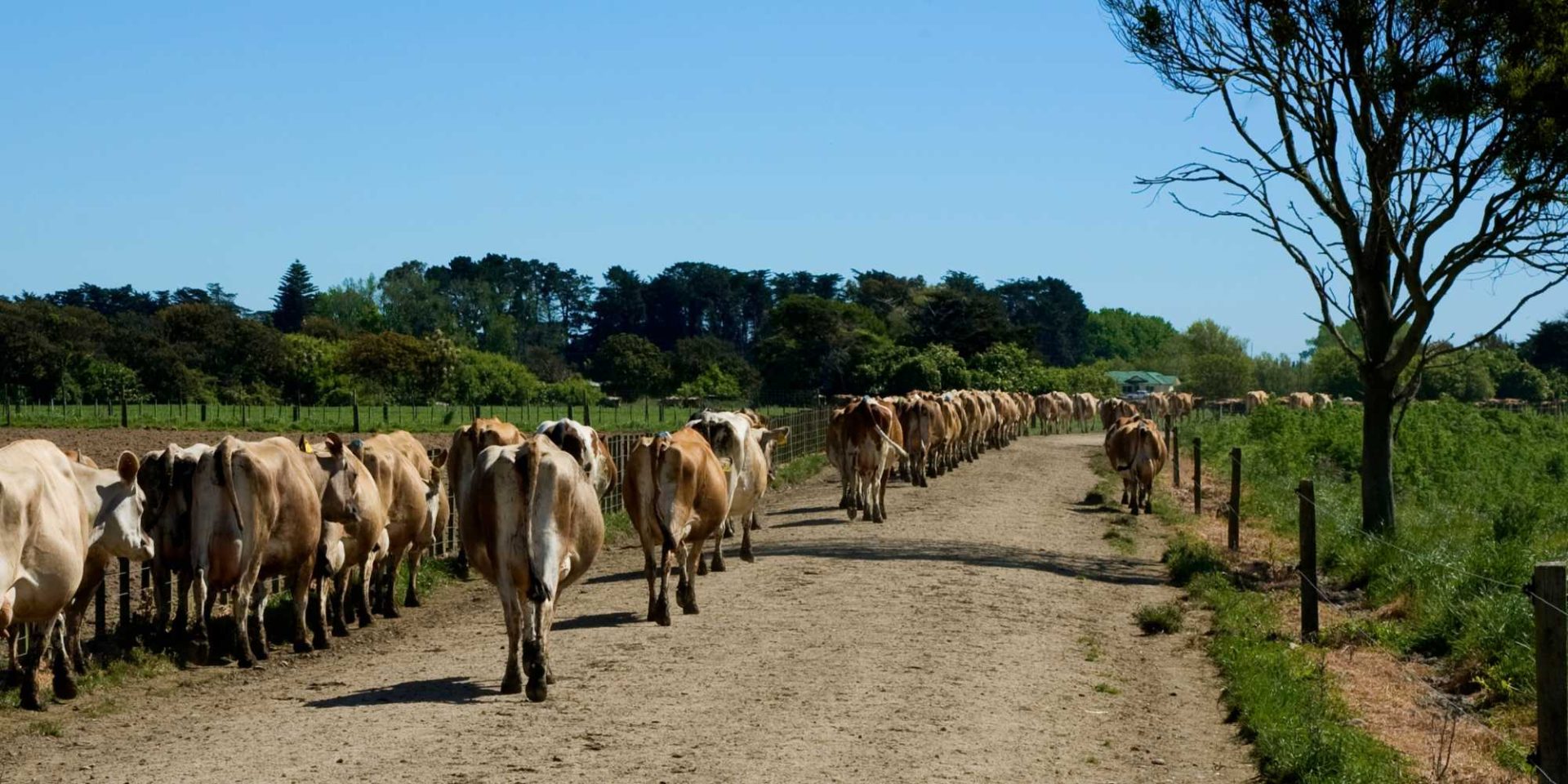 Lameness in dairy cattle Totally Vets