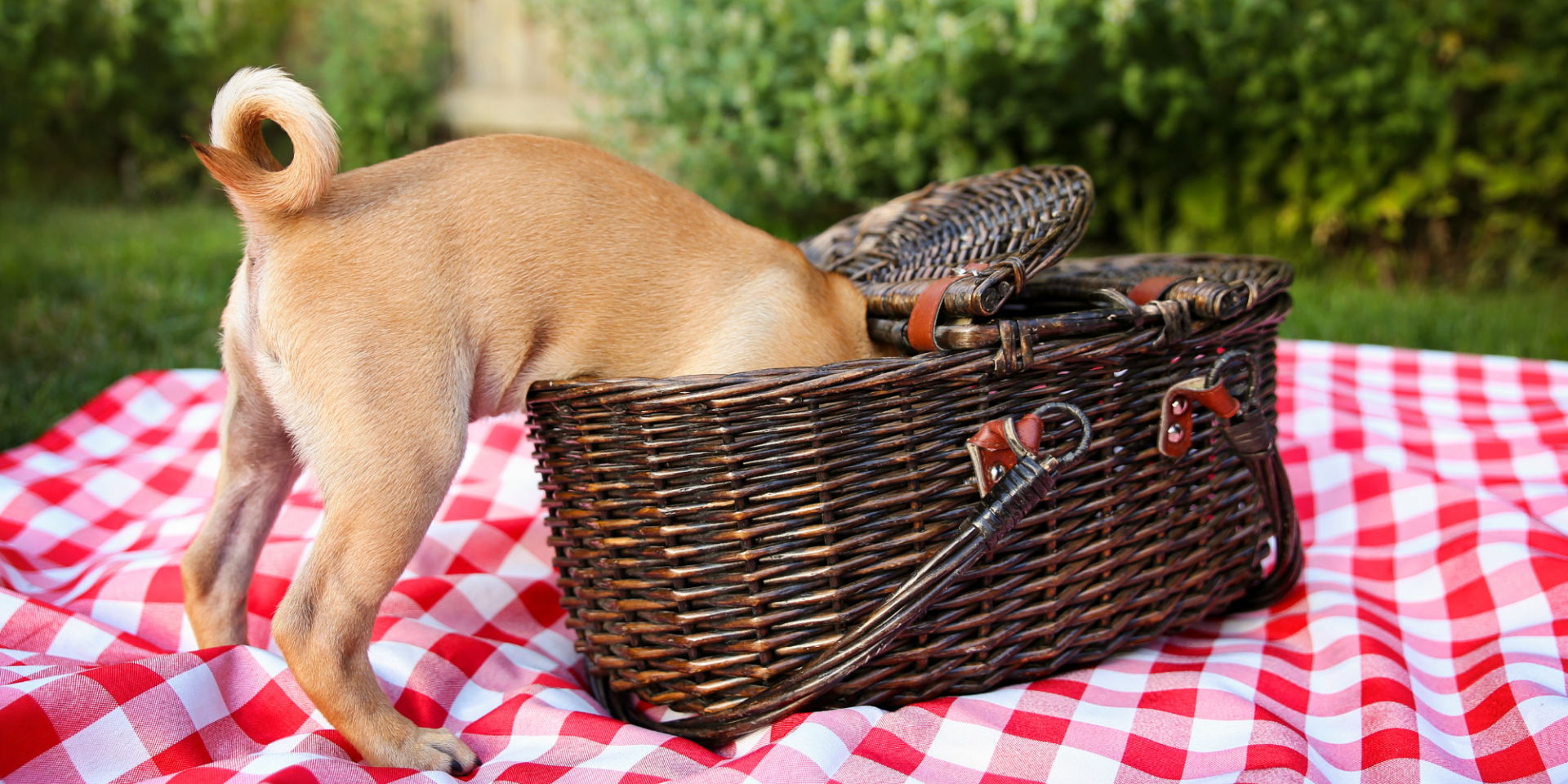Dog stealing food from picnic basket